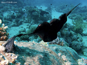 Oil barrel some years after shipwreck. Canon G10. by Bea & Stef Primatesta 